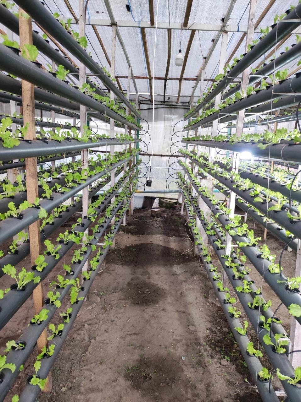 Cultivo de lechugas hidropónicas de Hidropónicos Matizes