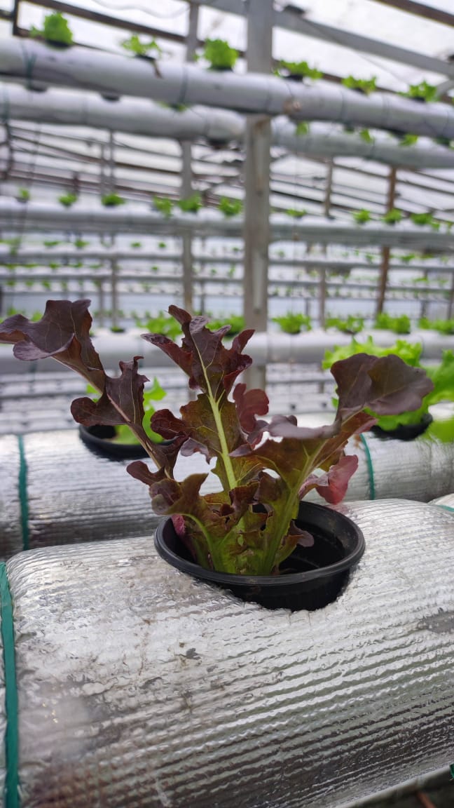 Planta de lechuga