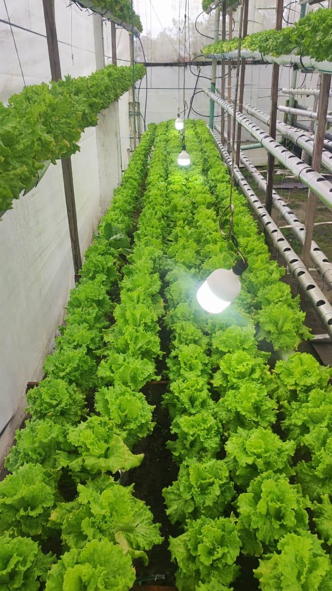 Estructura de cultivo