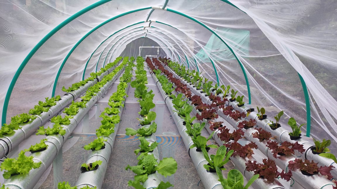 Sistema hidropónico NFT con lechugas