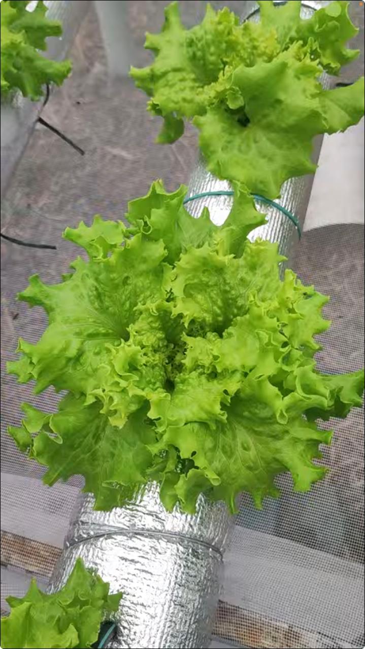 Lechuga fresca